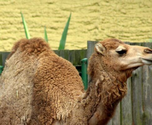 Cuánto valgo en camellos según internet (y puede que te guste)