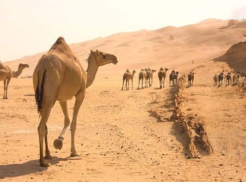 Cuántos camellos valgo test con resultados que te van a sorprender
